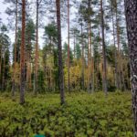 Mäntyjä ja koivuja varpujen peittämällä metsämaalla.