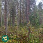 Eri-ikäistä havu- ja lehtipuustoa Saares-metsätilalla.