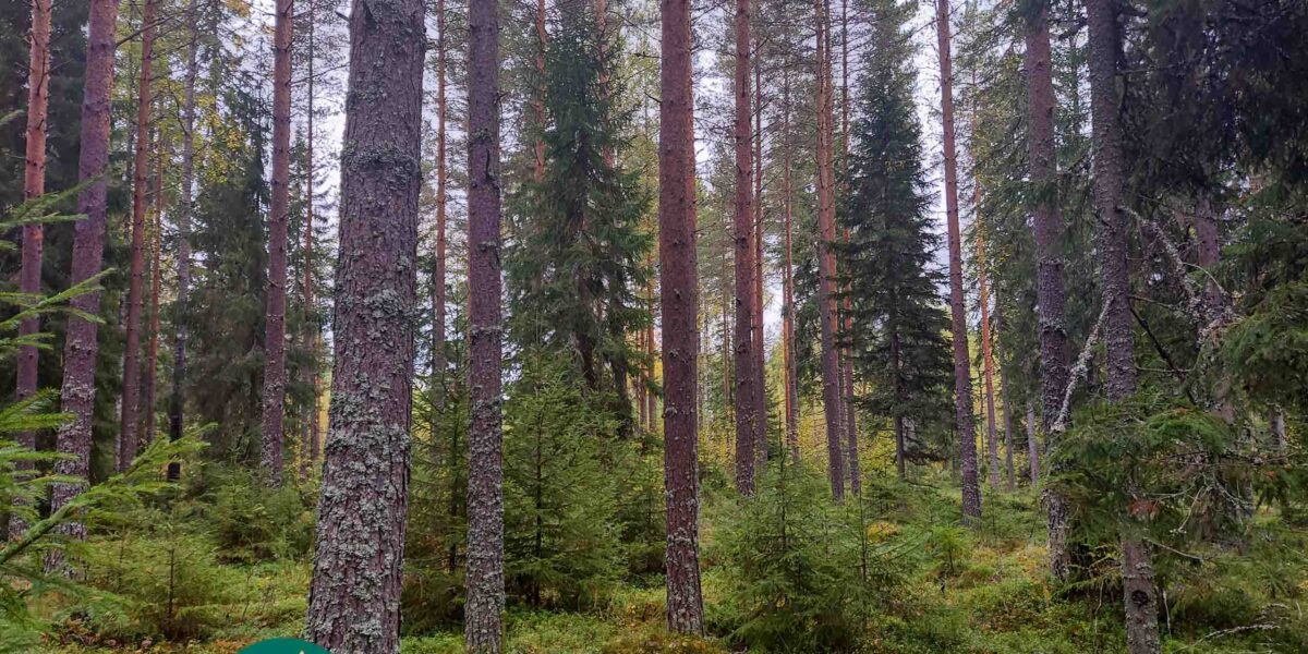 Mäntyjä ja kuusia sammaleisessa metsässä.