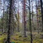 Mäntyjen lomassa kasvavia nuoria kuusia Saares-metsätilalla.