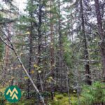 Tiheää kuusialikasvosta ja lehtipuustoa Saares-metsätilalla.