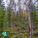 Syysvärisiä koivuja ja havupuita Saares-metsätilalla.