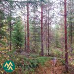 Mäntyjä ja nuorta kuusialikasvosta Saares-metsätilalla.