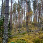 Varttunutta männikköä ja koivuja loivassa metsämaastossa.
