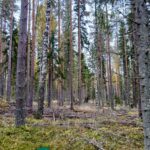 Järeitä mäntyjä ja koivuja Saares-metsätilan sekametsässä.