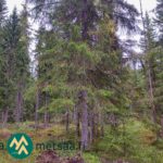 Kuusia, mäntyjä ja tiheää alikasvosta Saares-metsätilalla.
