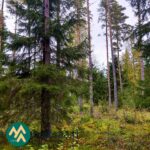 Varttunutta sekametsää ja nuoria kuusia.