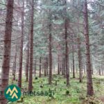Kuusikkoa ja sammaleista metsämaata Saares-metsätilalla.