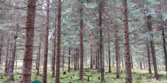 Kuusikkoa ja sammaleista metsämaata Saares-metsätilalla.