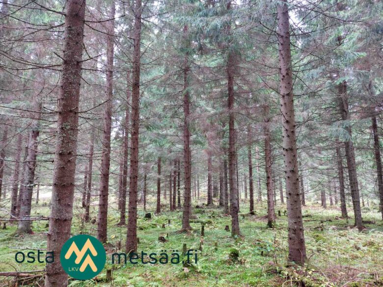 Kuusikkoa ja sammaleista metsämaata Saares-metsätilalla.