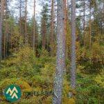 Mäntyvaltaista metsää ja syysväristä lehtipuustoa.