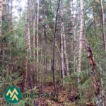 Koivuja ja kuusia tiheässä sekametsässä.