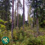 Varttuneita mäntyjä ja kuusia Saares-metsätilalla.