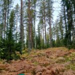 Varttunutta männikköä ja saniaisten peittämää metsämaata.