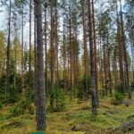 Valoisaa männikköä ja sammaleista maapohjaa.
