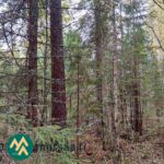 Mäntyjä, koivuja ja nuoria kuusia Saares-metsätilalla.