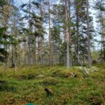 Harvapuustoista männikköä ja sammaleista metsämaastoa.