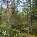 Nuorta mäntyvaltaista metsää Saares-metsätilalla.