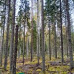Mäntyjä ja koivuja sammaleisessa metsässä Saares-tilalla.