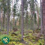 Varttunutta havumetsää ja sammaleista maapohjaa Saares-metsätilalla.