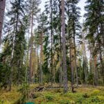 Mäntyjä, kuusia ja koivuja Saares-metsätilan sekametsässä.