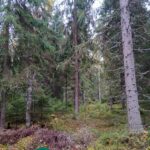 Kuusivaltaista metsää ja maahan kaatunut puunrunko.