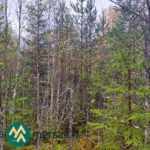Nuorta sekametsää syysväreissä Saares-metsätilalla.
