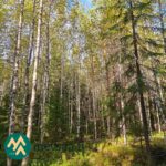 Koivuvaltaista metsää ja kuusialikasvosta Talasoja-tilalla