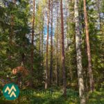 Koivu- ja havupuuvaltaista kasvatusmetsää Talasoja-tilalla