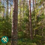 Koivu- ja havupuuvaltaista kasvatusmetsää Talasoja-tilalla