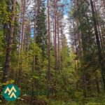Varttunutta havumetsää myytävällä Talasoja-tilalla