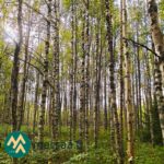 Koivikkoinen metsäkuvio Talasoja-tilalla Ylöjärven Kiviperällä