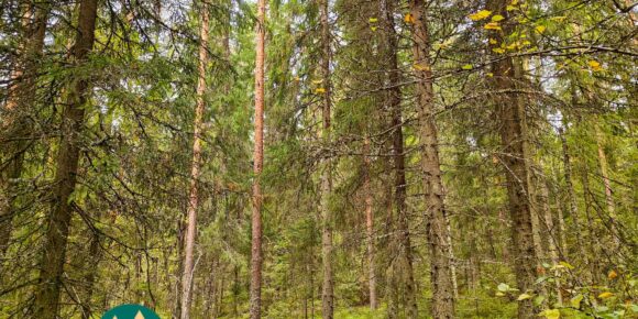 Varttunutta havumetsää myytävällä Talasoja-tilalla
