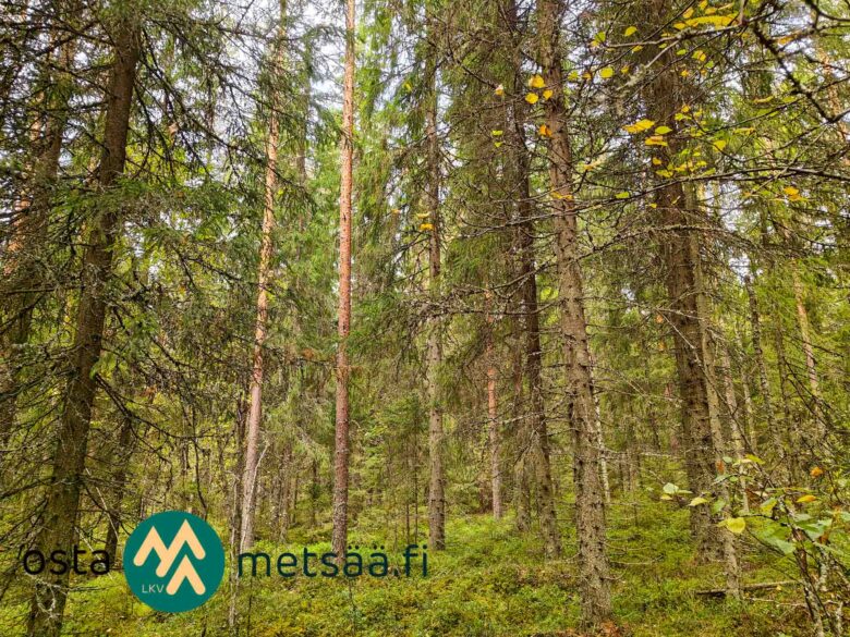 Varttunutta havumetsää myytävällä Talasoja-tilalla