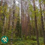 Varttunutta havumetsää myytävällä Talasoja-tilalla