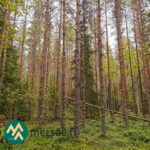 Mänty-, kuusi- ja koivuvaltaista metsää Ylöjärven Talasojalla