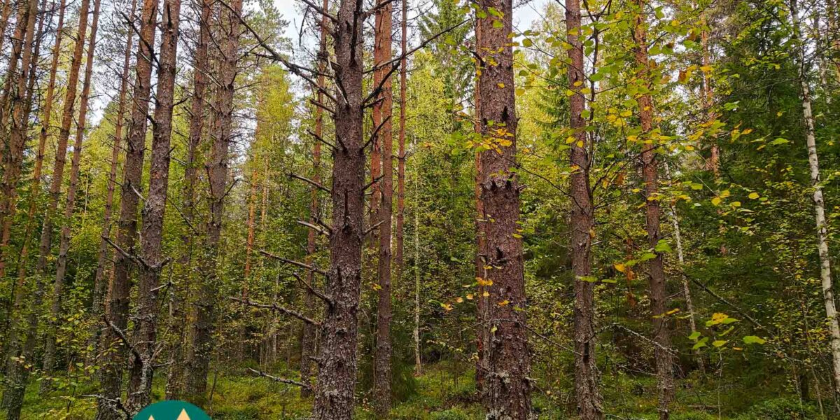 Mänty-, kuusi- ja koivuvaltaista metsää Ylöjärven Talasojalla