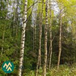 Koivikkoinen metsäkuvio Talasoja-tilalla Ylöjärven Kiviperällä