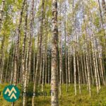 Koivikkoinen metsäkuvio Talasoja-tilalla Ylöjärven Kiviperällä