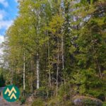 Tiheää kuusivaltaista kasvatusmetsää Talasoja-tilalla