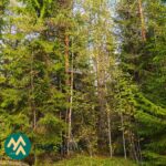 Tiheää kuusivaltaista kasvatusmetsää Talasoja-tilalla