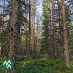 Varttunutta kuusi- ja mäntyvaltaista metsää Ylöjärven Kiviperällä