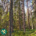 Varttunutta kuusi- ja mäntyvaltaista metsää Ylöjärven Kiviperällä