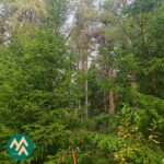 Kuusivaltaista kasvatusmetsää myytävällä Kauppilan metsätilalla