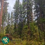 Varttunutta mänty- ja kuusivaltaista kasvatusmetsää Kauppilan metsätilalla Sastamalassa