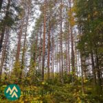 Varttunutta mänty- ja kuusivaltaista kasvatusmetsää Kauppilan metsätilalla Sastamalassa