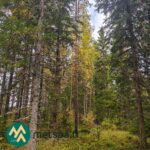 Varttunutta mänty- ja kuusivaltaista kasvatusmetsää Kauppilan metsätilalla Sastamalassa