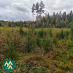 Varttunutta taimikkoa Kauppilan metsätilalla