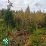 Varttunutta taimikkoa Kauppilan metsätilalla