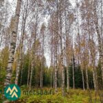 Koivuvaltaista kasvatusmetsää Kauppilan metsätilalla